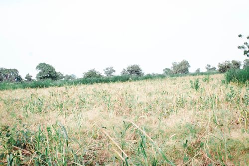 Free stock photo of grass Stock Photo