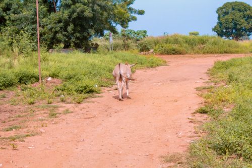 Free stock photo of donkey Stock Photo