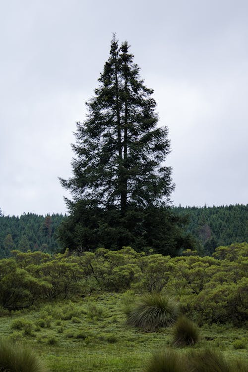 Green Tree surrounded with Plants and Bushes