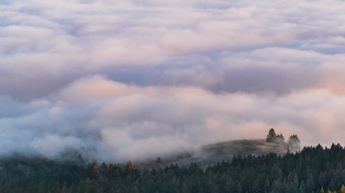 Clouds Covering a Forest