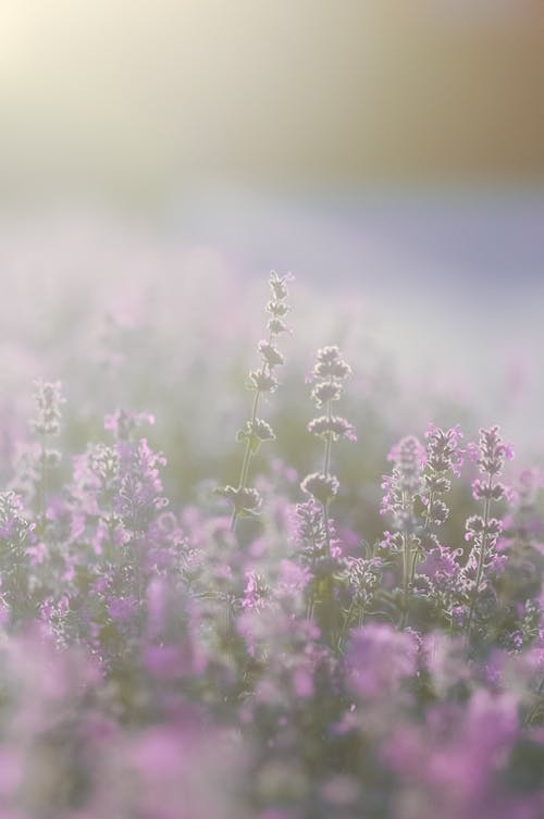 Free Purple Flowers in a Field Stock Photo