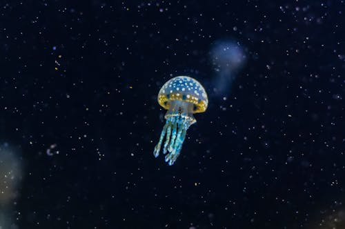 Glowing Jellyfish Underwater