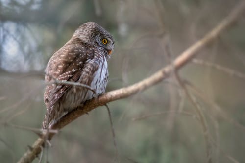 Owl on a Branch