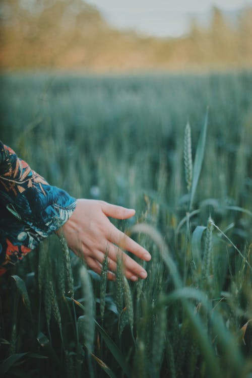 Free A Hand Touching the Wheatfield Stock Photo