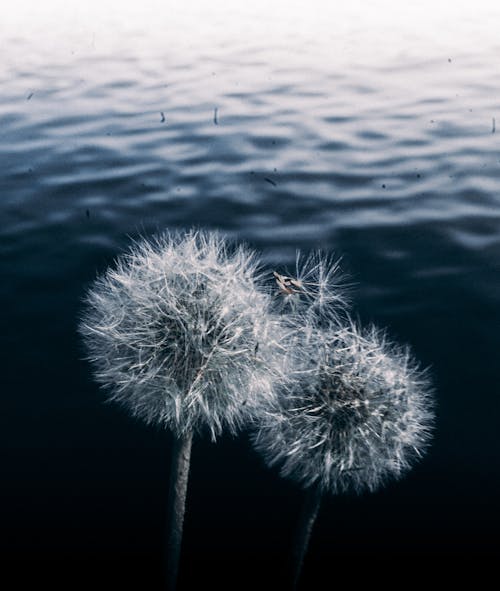 Close up of Dandelions