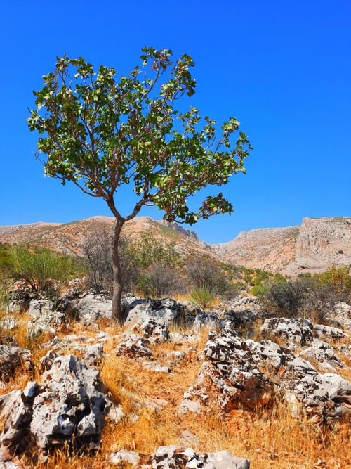 Free A solitary tree stands amidst rocky terrain under a clear blue sky, showcasing nature's resilience. Stock Photo