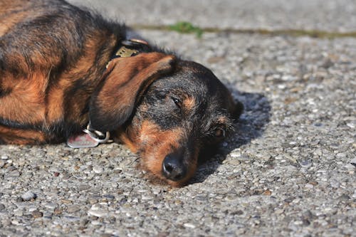 Free A Dog Lying on the Ground Stock Photo