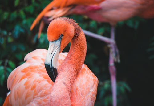grátis Flamingo Foto profissional