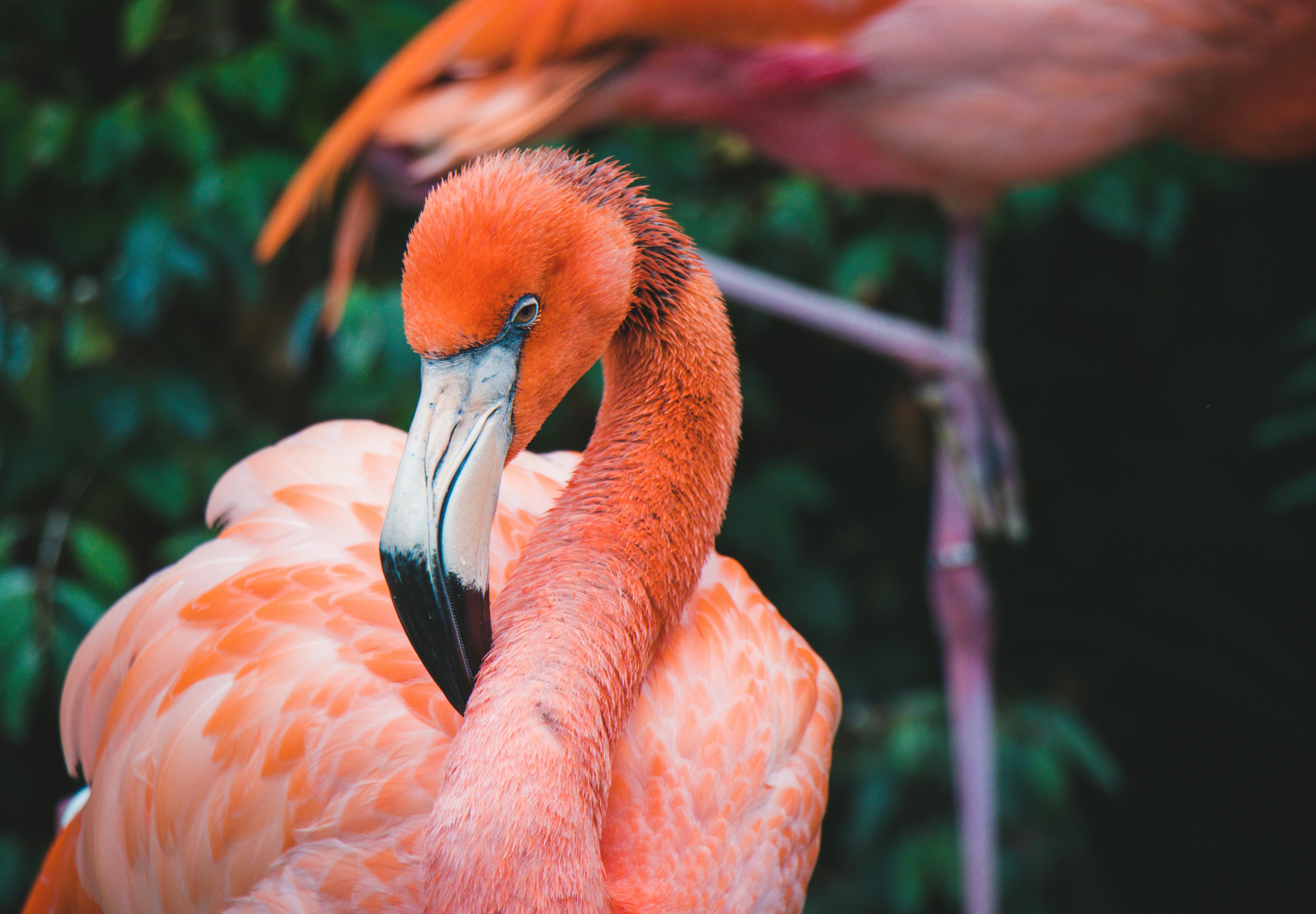 50+ Great Flamingo Photos · Pexels · Free Stock Photos