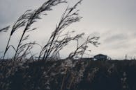 在多云的天空下，摇曳的草地与喜怒无常的景观，共同唤起一种宁静自然的氛围