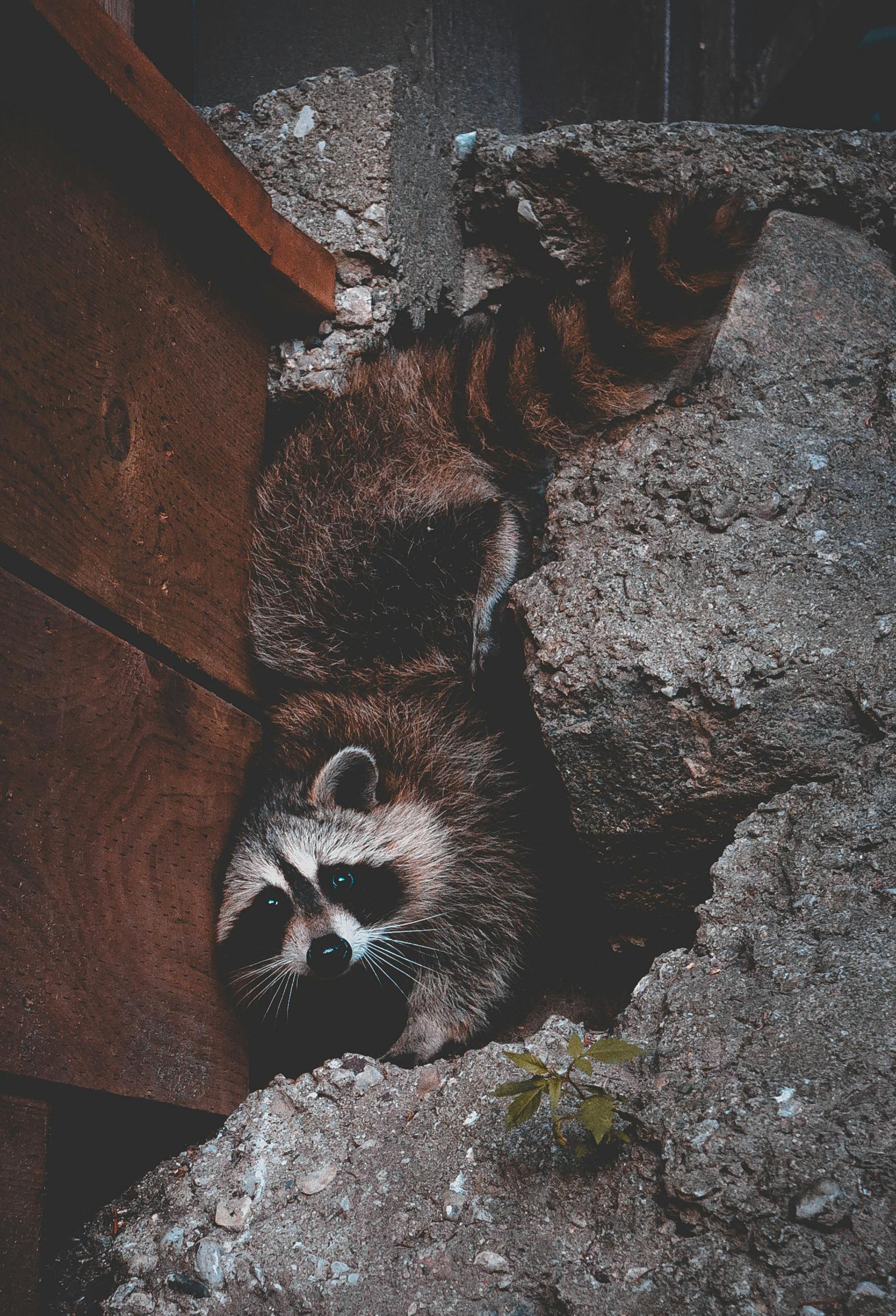 1+ Thousand Caged Raccoon Royalty-Free Images, Stock Photos