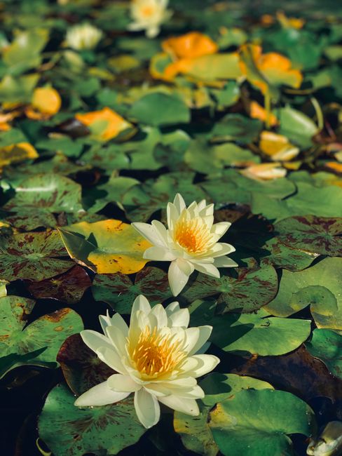 Peaceful white lotus flowers float amidst green leaves in a Barcelona pond.