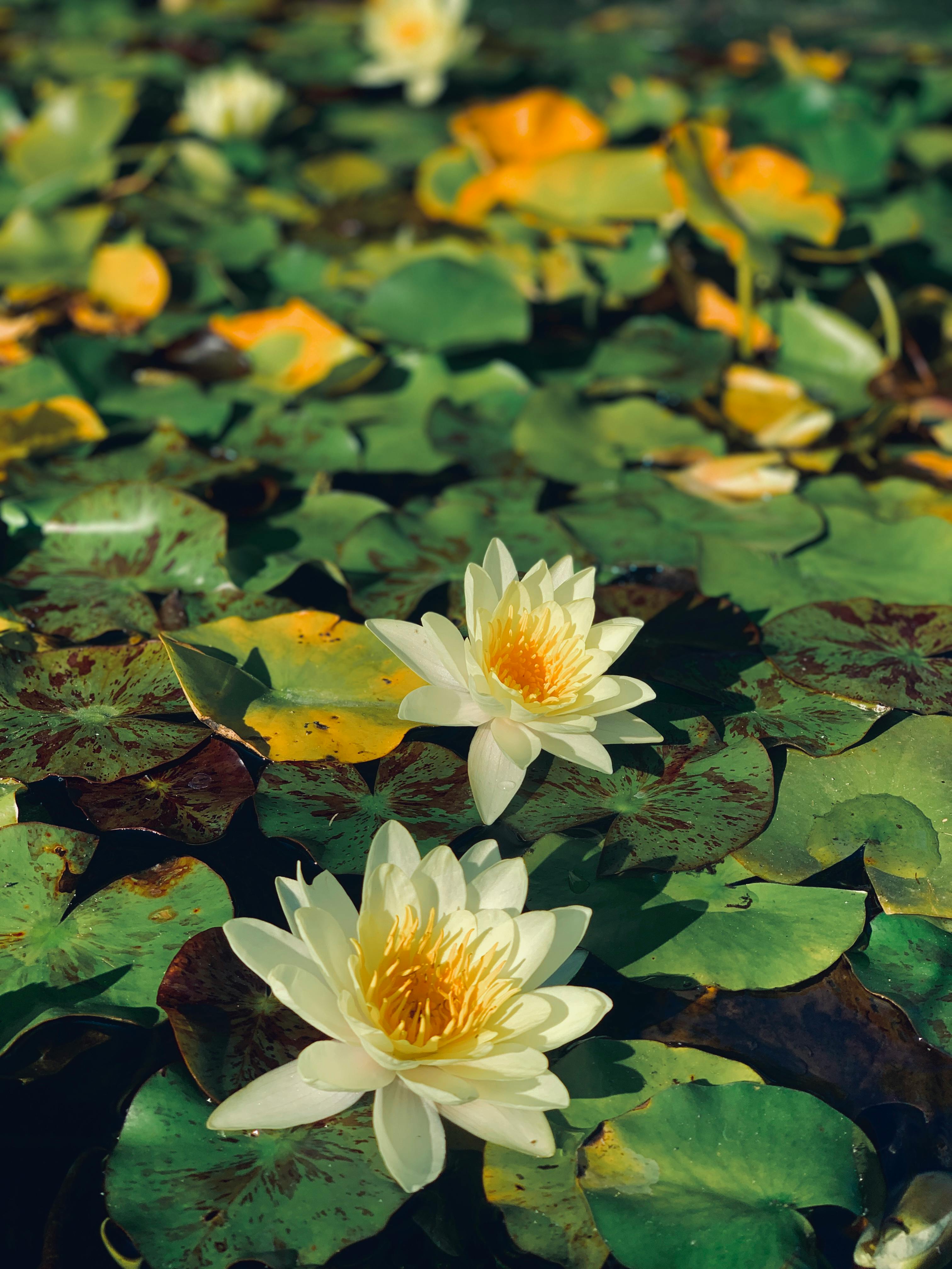 300.000+ melhores imagens de Flor De Lótus Branca · Download 100% grátis ·  Fotos profissionais do Pexels