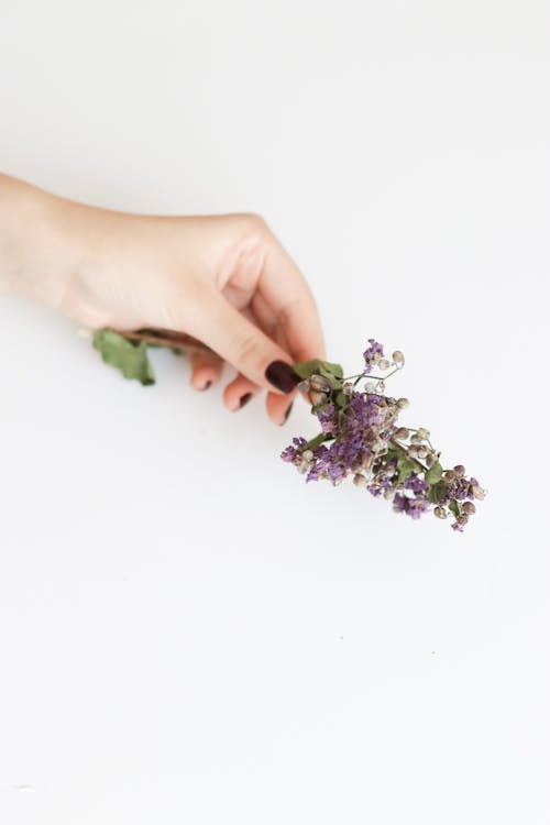 Human Hand Holding Flower Againts White Background 