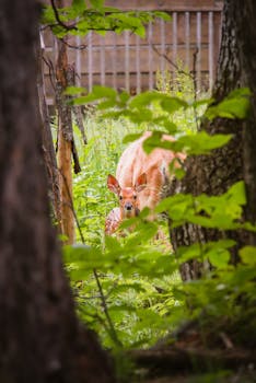 一只鹿隐藏在森林郁郁葱葱的绿色植物中，在其自然栖息地中一瞥野生动物的身影