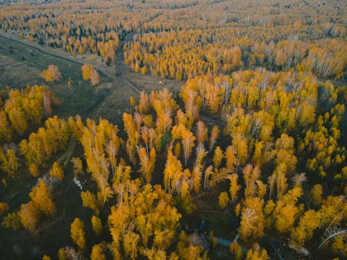 ドローン撮影, 木, 森の中の無料の写真素材