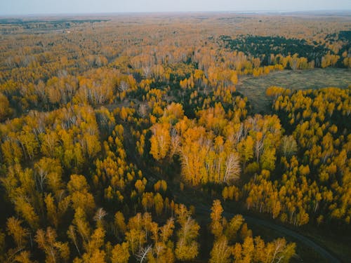 Drone Shot of Autumn Trees 