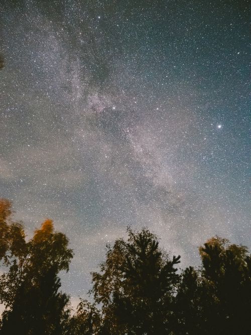 Free A breathtaking view of the night sky filled with stars above silhouetted trees. Stock Photo