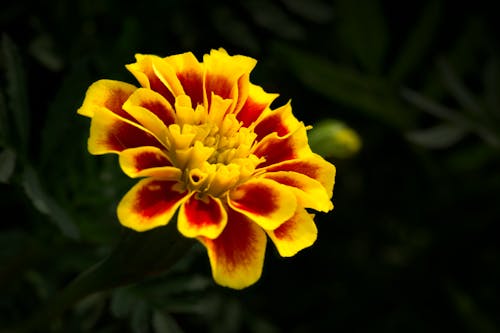 Close-Up of a Marigold Flower