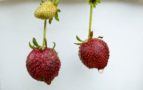 Red Strawberries on White Background