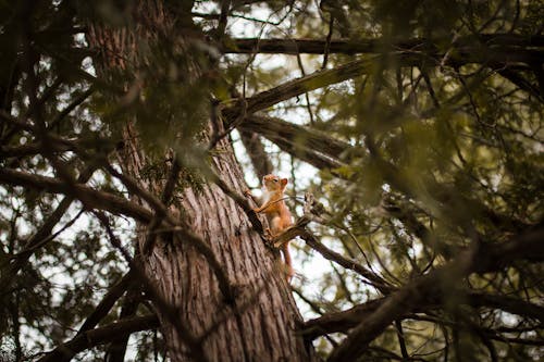 Free Selective Focus Photograph of Squirrel on Trunk Stock Photo