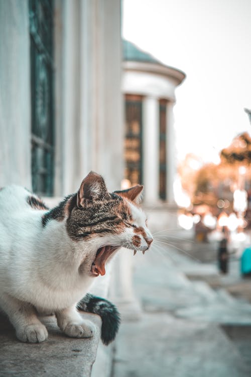 Bezpłatne Kot Perkalowy Na Schodach Z Szarego Betonu Zdjęcie z galerii