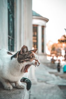 一只虎斑猫在伊斯坦布尔的窗台上打哈欠，捕捉到了街头生活的精髓