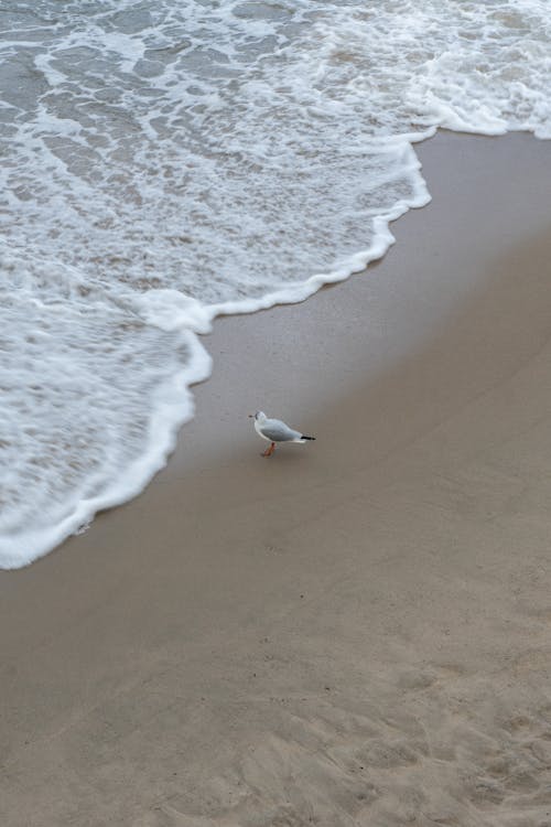 A Seagull on the Shore 