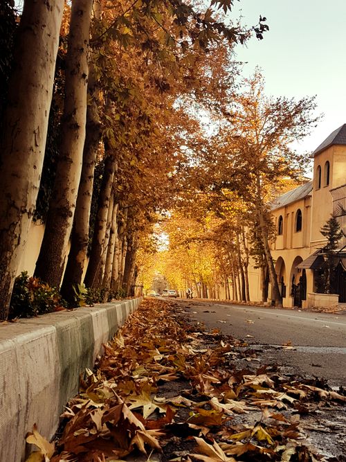 Free A picturesque autumn scene with golden leaves lining a tranquil street in Tehran, Iran. Stock Photo