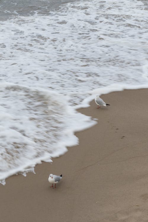 Free deniz kıyısı, dikey atış, hayvan içeren Ücretsiz stok fotoğraf Stock Photo
