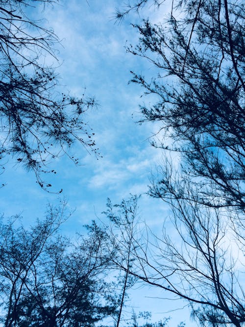 Free stock photo of beautiful sky, blue sky, cloudless sky Stock Photo