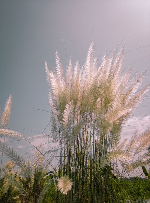 Free Vertical shot of pampas grass illuminated by sunlight against a clear sky. Stock Photo