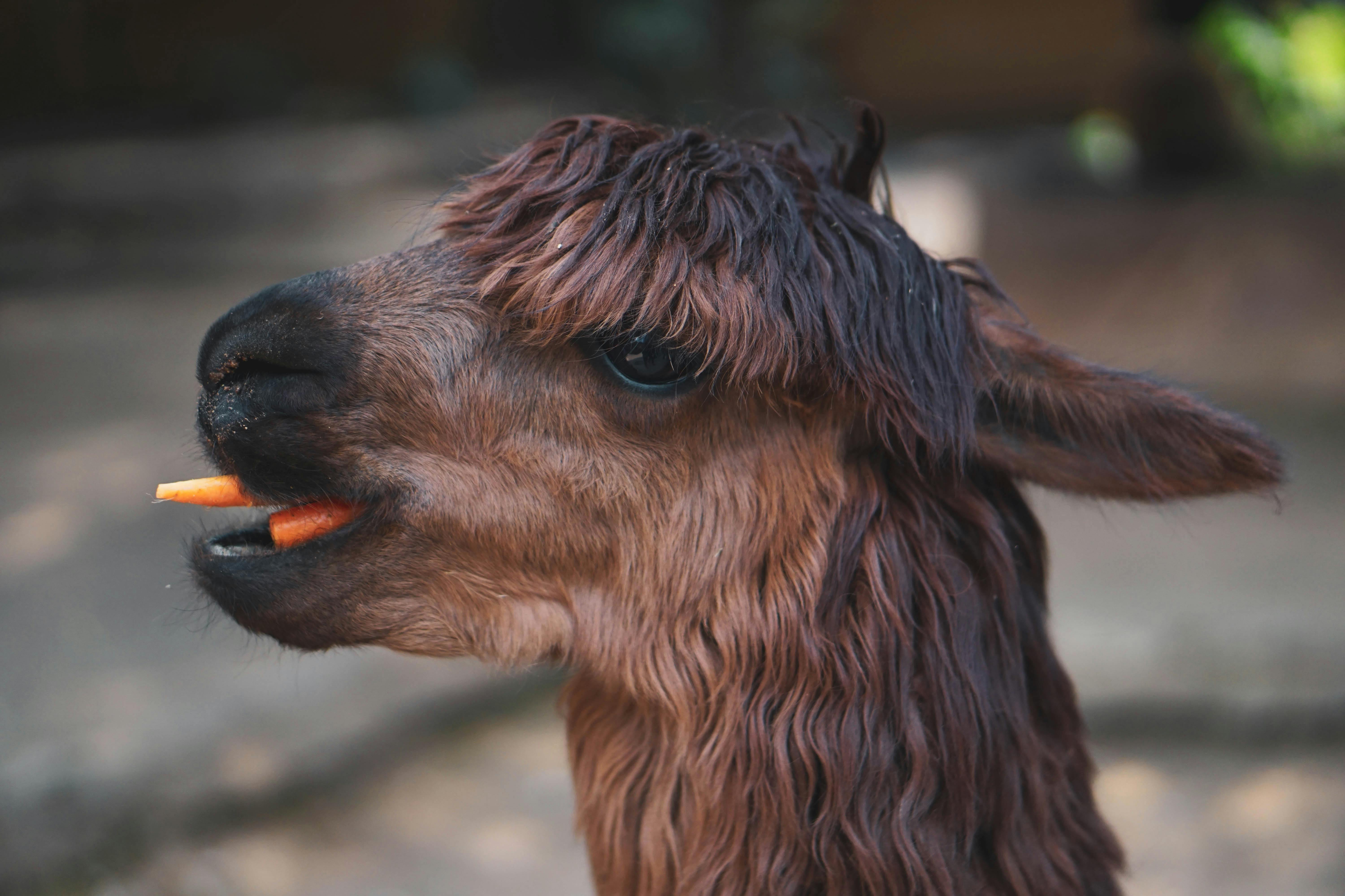 CloseUp Shot of a Brown Llama Eating · Free Stock Photo