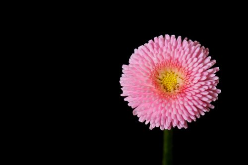 Free Close-up of a pink daisy flower against a black background with ample copy space. Stock Photo