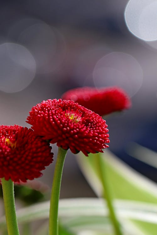 Gratuit Photos gratuites de basculement, délicat, fleurs rouges Photos