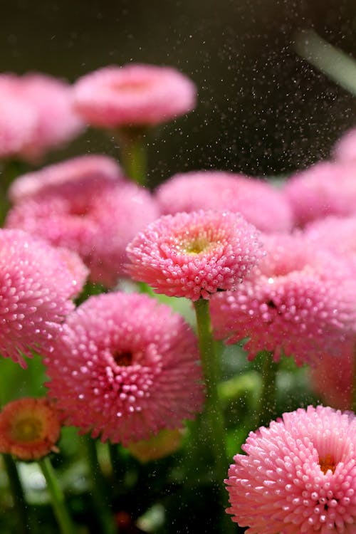 Pink Flowers in Close Up photography