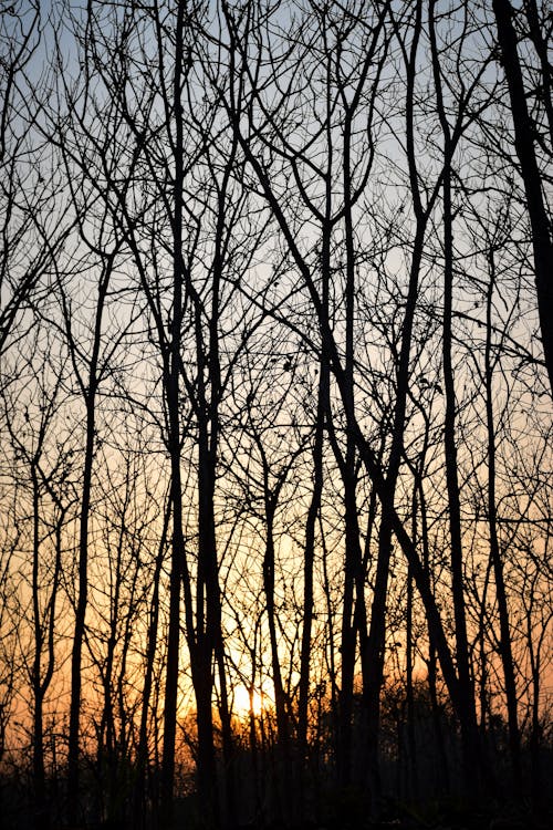 Silhouette of Bare Trees During the Golden Hour 