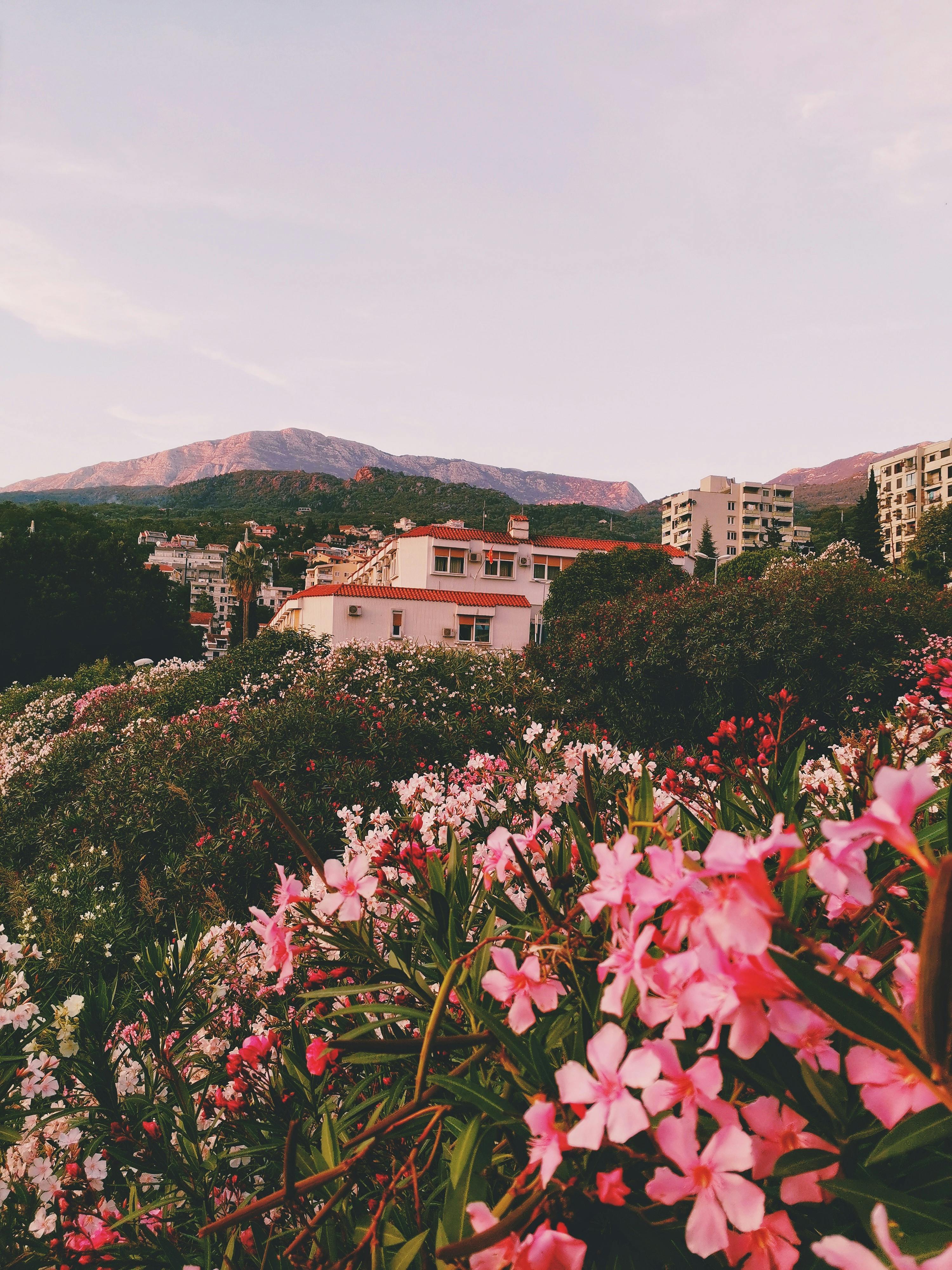 Picturesque meadow with colorful flowers in foreground, serene village, and mountains in the backdrop.