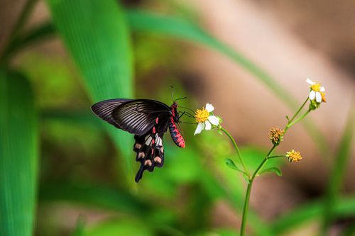 Free Close-up of a swallowtail butterfly perched on a flower with vibrant, blurred background. Stock Photo