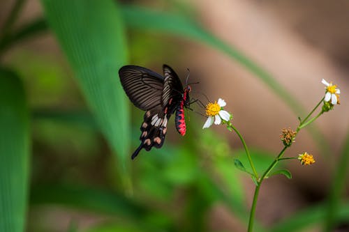 A Butterfly Perched on Flower in Close-Up Photography
