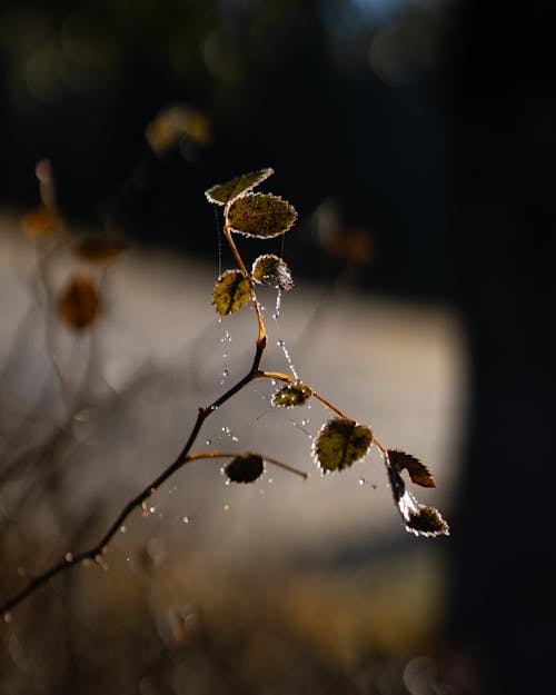 Close up of a Twig with Raindrops