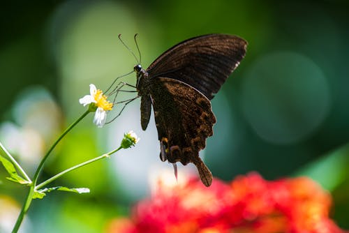 Butterfly Perched on a Flower