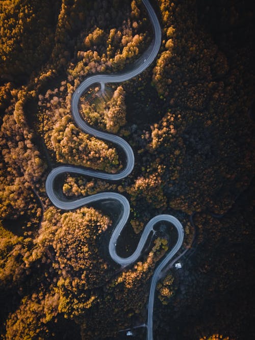 Fotos de stock gratuitas de bosque, camino sinuoso, foto con dron