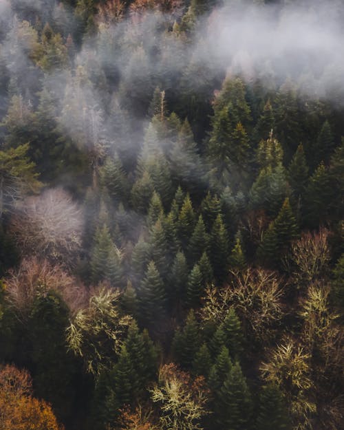 Fotos de stock gratuitas de bosque, con niebla, foto con dron