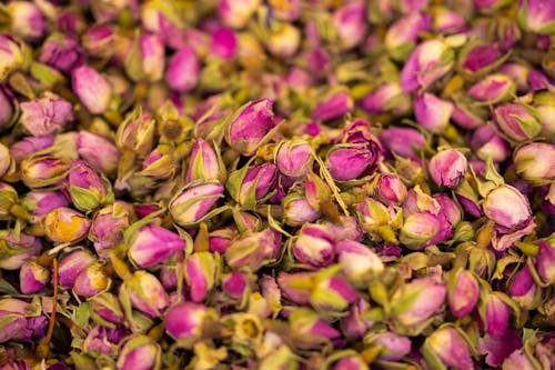 Foto d'estoc gratuïta de brots, flor, fotografia de flors