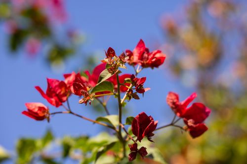 Free A close-up view of red bougainvillea flowers blooming outdoors on a sunny day. Stock Photo