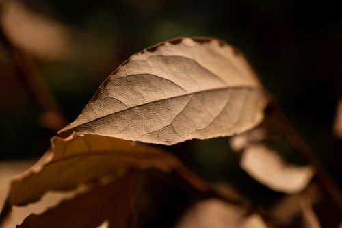 Free Detailed macro shot of a dried leaf showcasing intricate veins and texture in warm lighting. Stock Photo