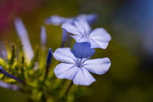 Fotos de stock gratuitas de color brillante, crecimiento, de cerca