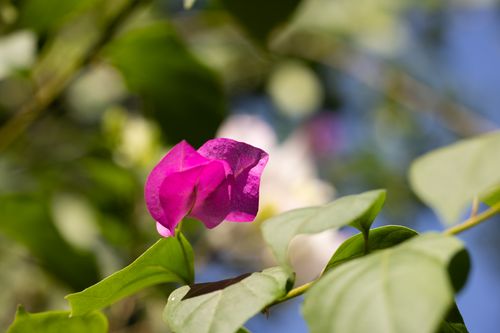 Free Close-up of a vibrant pink Bougainvillea flower with lush green leaves underneath a bright sky. Stock Photo