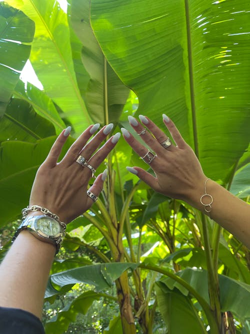 Womans Hands with Big Leaves in Background